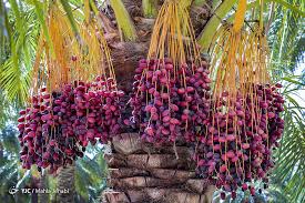 تصویر 6 از خرید و فروش خرمای مضافتی بم + فروش ویژه